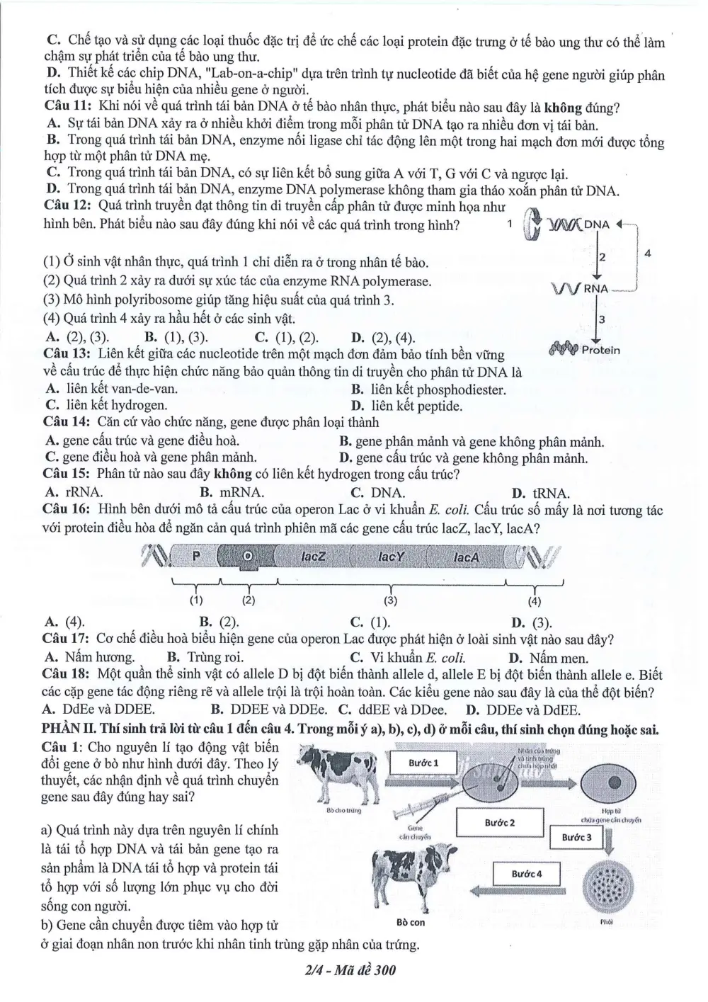 Đề thi Giữa kì 1 Sinh học 12 năm 2024-2025 trường THPT Dĩ An (Bình Dương) - trang 2