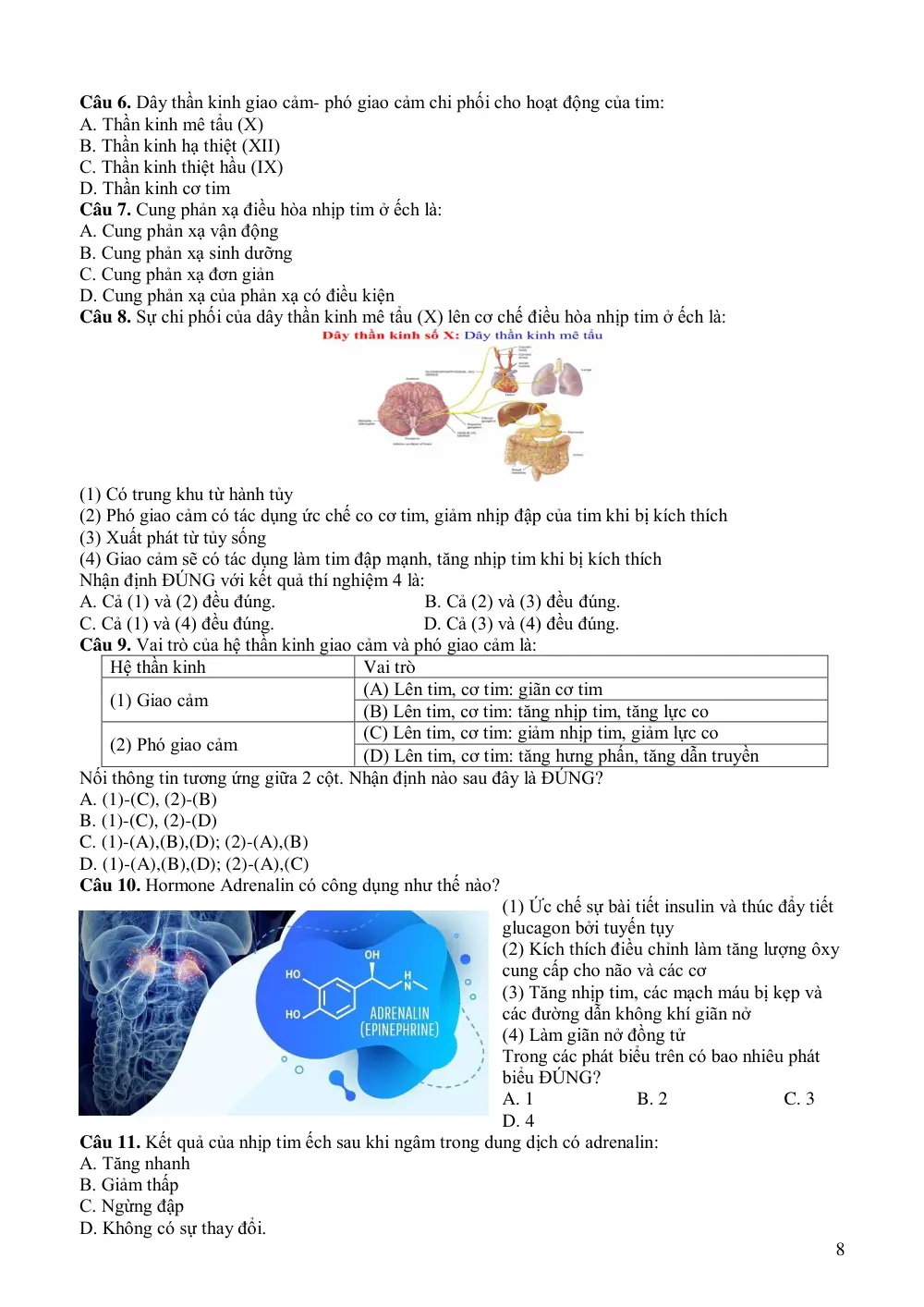 Đề cương ôn tập Học kì 1 Sinh học 11 năm 2025-2026 trường THPT Phước Long (TP Hồ Chí Minh) - trang 8