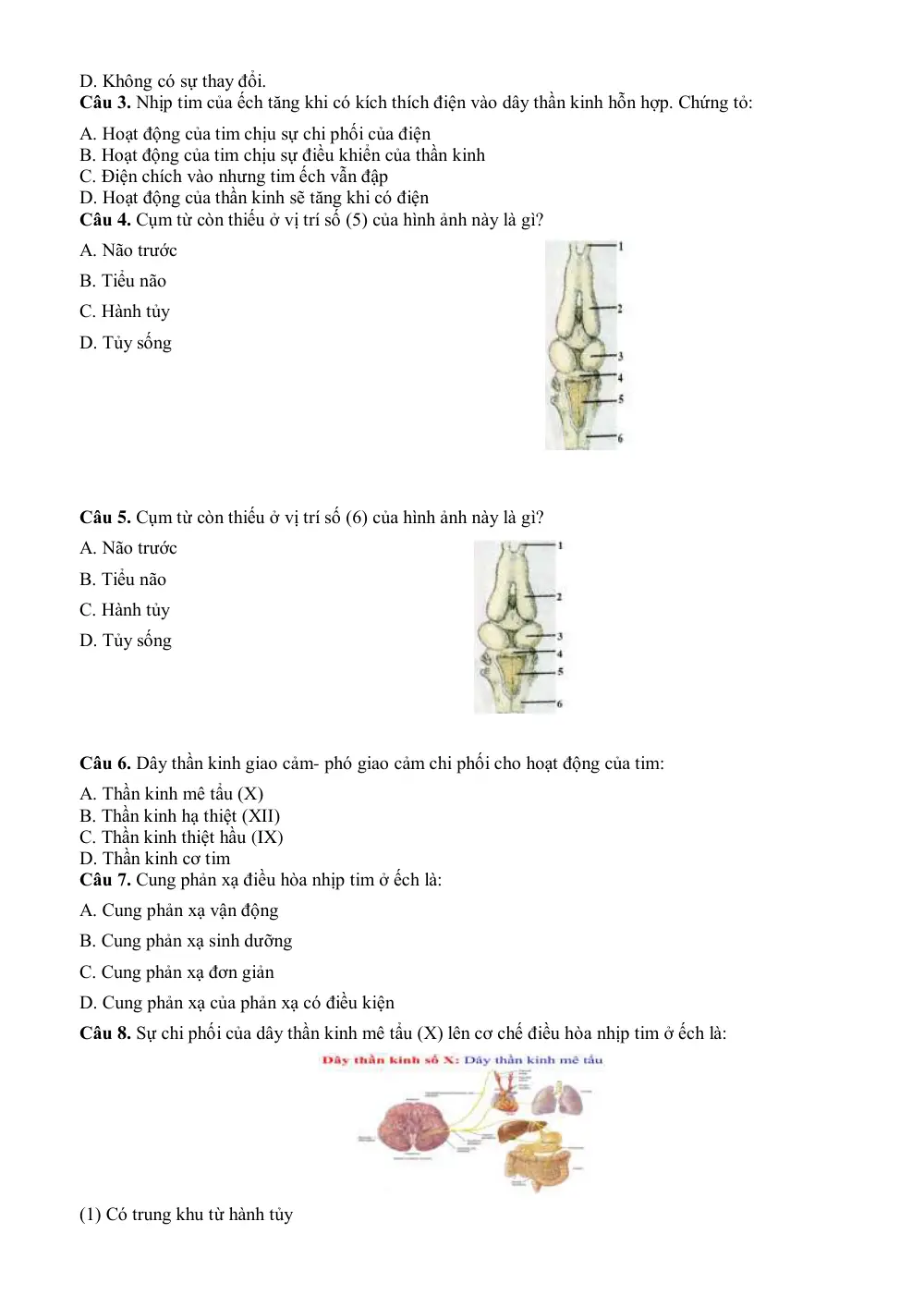 Đề cương ôn tập Học kì 1 Sinh học 11 năm 2024-2025 trường THPT Phước Long (TP Hồ Chí Minh) - trang 11