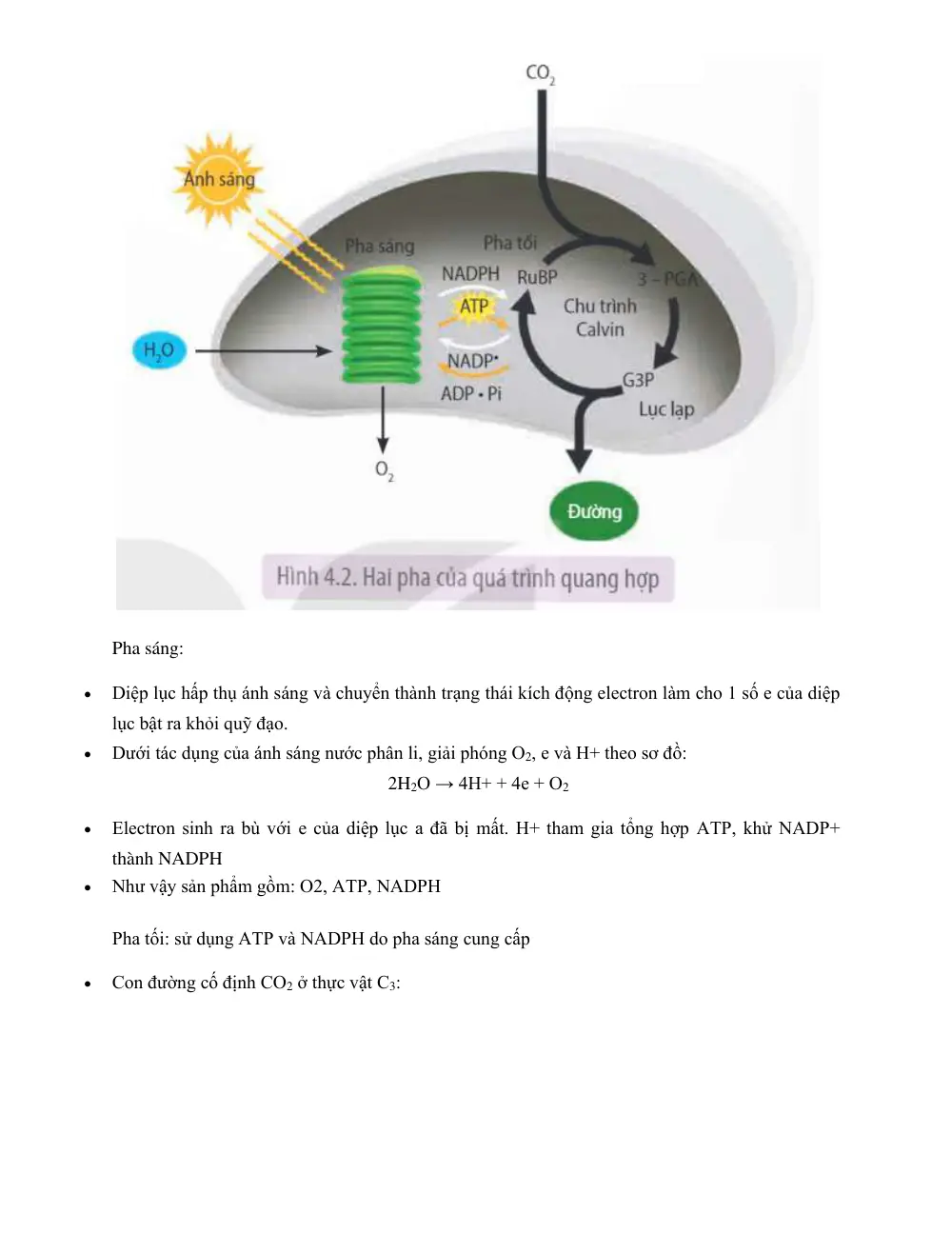 Đề cương ôn tập Học kì 1 Sinh học 11 năm 2024-2025 trường THPT Dân tộc Nội trú Sơn Động (Bắc Ninh) - trang 3