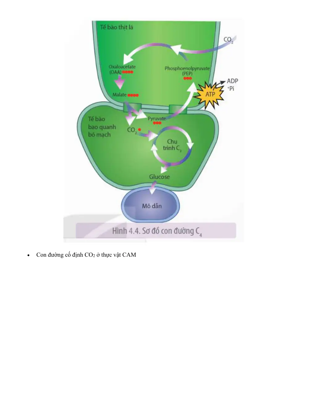 Đề cương ôn tập Học kì 1 Sinh học 11 năm 2024-2025 trường THPT Dân tộc Nội trú Sơn Động (Bắc Ninh) - trang 5
