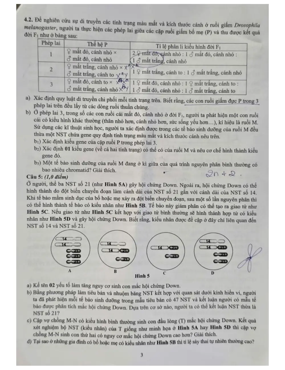 Đề tuyển sinh vào lớp 10 Sinh học năm 2026 trường THPT chuyên KHTN (Hà Nội) - trang 3