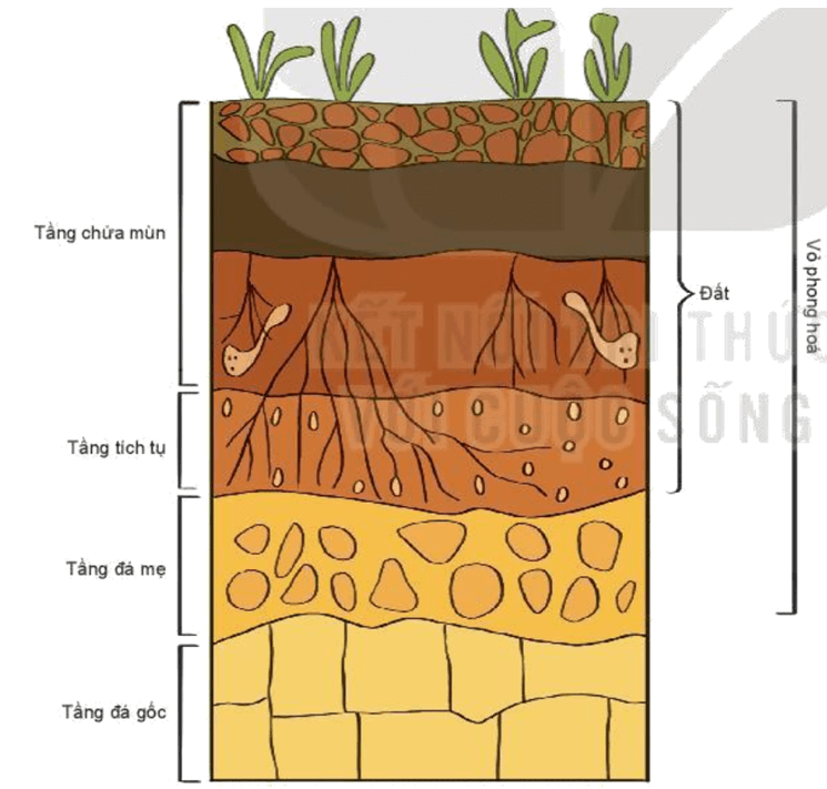 Phẫu diện đất và vỏ phong hóa (tầng thảm mục, tầng mùn, tầng tích tụ, tầng đá mẹ)