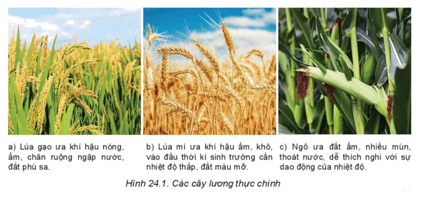 Sơ đồ vai trò và đặc điểm của ngành nông nghiệp trong nền kinh tế