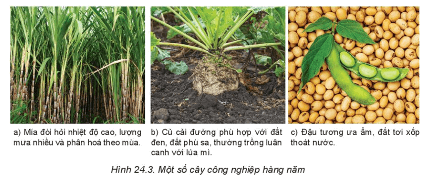 Bản đồ phân bố các cây lương thực chính trên thế giới (lúa gạo, lúa mì, ngô)