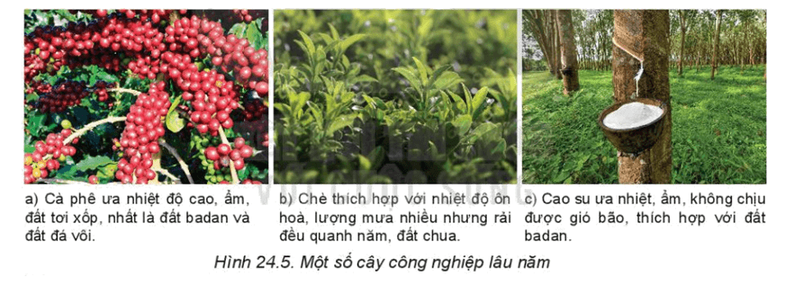 Bản đồ phân bố các đàn vật nuôi chính trên thế giới (bò, trâu, lợn, cừu)