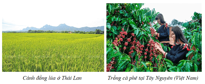 Bản đồ phân bố vùng trồng lúa nước và cây công nghiệp lâu năm ở Đông Nam Á