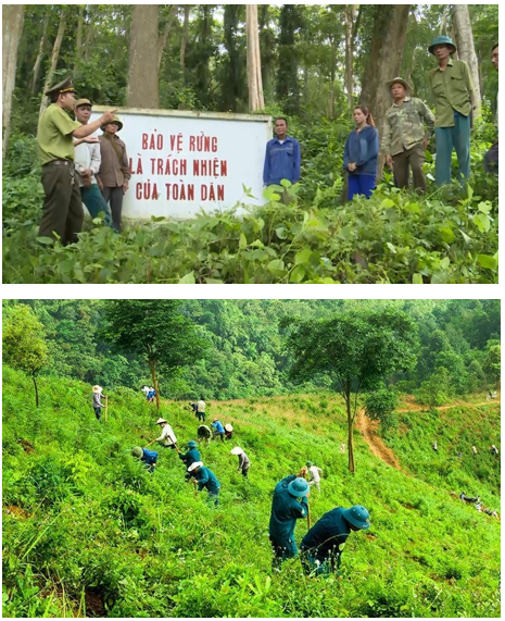 Biểu đồ diện tích rừng và cơ cấu diện tích phân theo rừng sản xuất, phòng hộ, đặc dụng