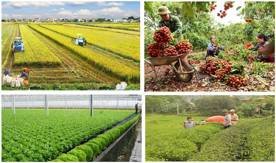 Sơ đồ phân hóa không gian và đặc điểm 7 vùng sinh thái nông nghiệp Việt Nam