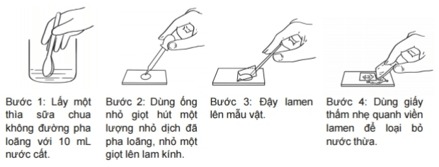 Thực hành: Làm sữa chua và quan sát vi khuẩn