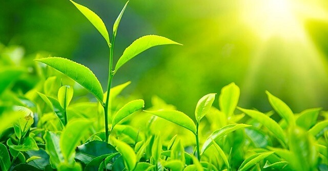 Năng lượng ánh sáng. Tia sáng, vùng tối (KHTN 7 Kết nối tri thức Bài 15)