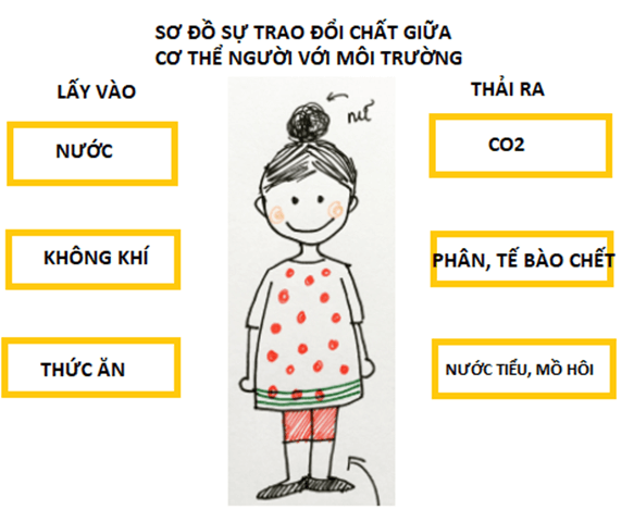 Khái quát về trao đổi chất và chuyển hóa năng lượng (KHTN 7 Kết nối tri thức Bài 21)