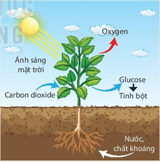 Quang hợp ở thực vật (KHTN 7 Kết nối tri thức Bài 22)