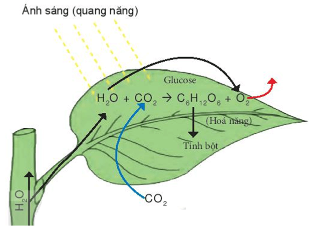 Quang hợp ở thực vật (KHTN 7 Kết nối tri thức Bài 22)