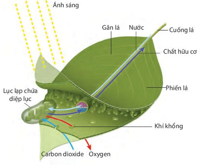 Quang hợp ở thực vật (KHTN 7 Kết nối tri thức Bài 22)