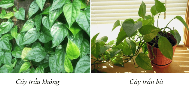 Một số yếu tố ảnh hưởng đến quang hợp (KHTN 7 Kết nối tri thức Bài 23)