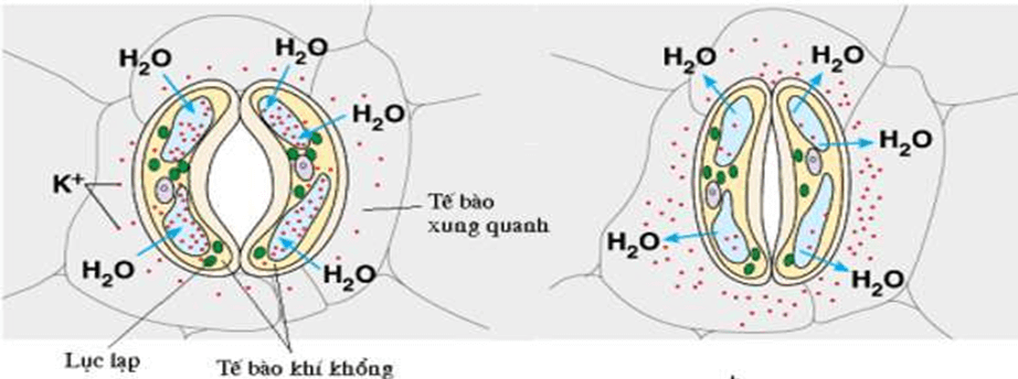 Một số yếu tố ảnh hưởng đến quang hợp (KHTN 7 Kết nối tri thức Bài 23)