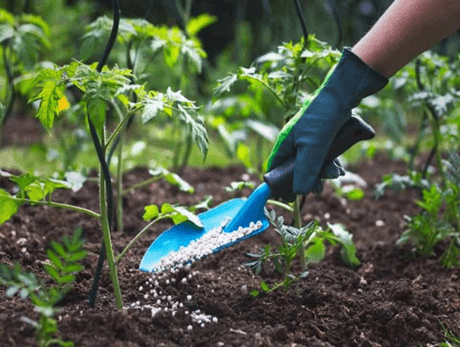 Một số yếu tố ảnh hưởng đến quang hợp (KHTN 7 Kết nối tri thức Bài 23)