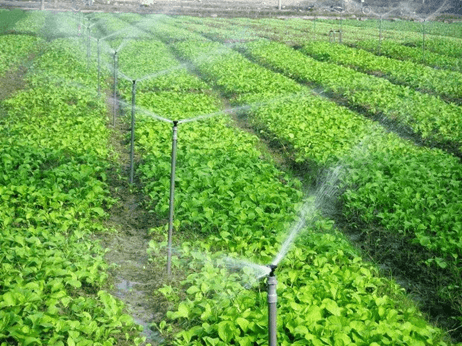 Một số yếu tố ảnh hưởng đến quang hợp (KHTN 7 Kết nối tri thức Bài 23)