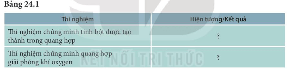 Thực hành: Chứng minh quang hợp ở cây xanh (KHTN 7 Kết nối tri thức Bài 24)