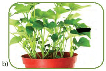 Thực hành: Chứng minh quang hợp ở cây xanh (KHTN 7 Kết nối tri thức Bài 24)