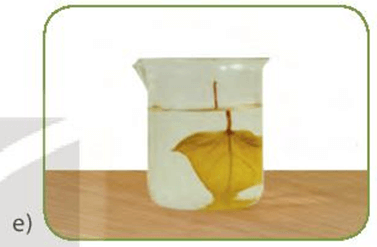 Thực hành: Chứng minh quang hợp ở cây xanh (KHTN 7 Kết nối tri thức Bài 24)