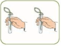 Thực hành: Chứng minh quang hợp ở cây xanh (KHTN 7 Kết nối tri thức Bài 24)