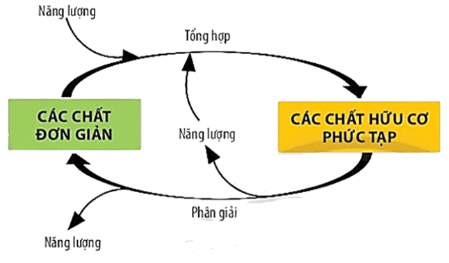Hô hấp tế bào (KHTN 7 Kết nối tri thức Bài 25)