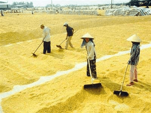 Một số yếu tố ảnh hưởng đến hô hấp tế bào (KHTN 7 Kết nối tri thức Bài 26)