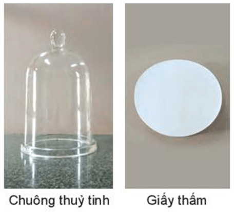 Thực hành: Hô hấp ở thực vật (KHTN 7 Kết nối tri thức Bài 27)