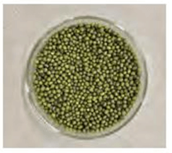 Thực hành: Hô hấp ở thực vật (KHTN 7 Kết nối tri thức Bài 27)