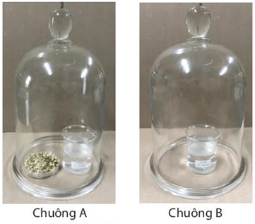 Thực hành: Hô hấp ở thực vật (KHTN 7 Kết nối tri thức Bài 27)