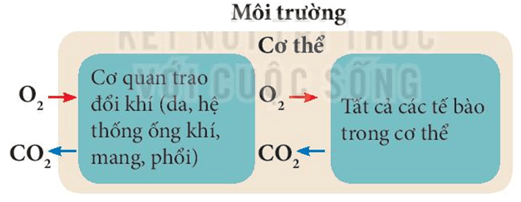 Trao đổi khí ở sinh vật (KHTN 7 Kết nối tri thức Bài 28)