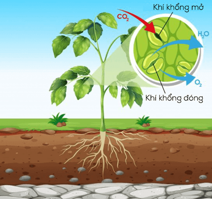 Trao đổi khí ở sinh vật (KHTN 7 Kết nối tri thức Bài 28)