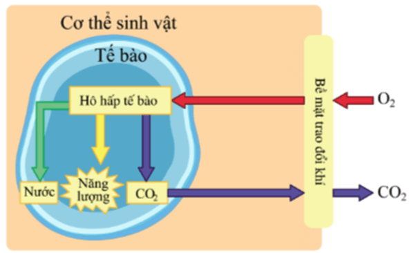 Trao đổi khí ở sinh vật (KHTN 7 Kết nối tri thức Bài 28)