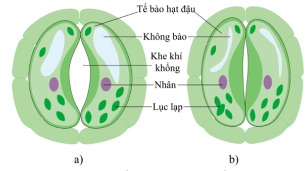 Trao đổi khí ở sinh vật (KHTN 7 Kết nối tri thức Bài 28)