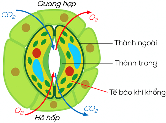 Trao đổi khí ở sinh vật (KHTN 7 Kết nối tri thức Bài 28)
