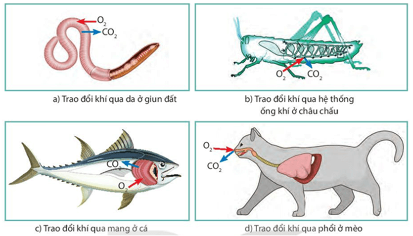 Trao đổi khí ở sinh vật (KHTN 7 Kết nối tri thức Bài 28)
