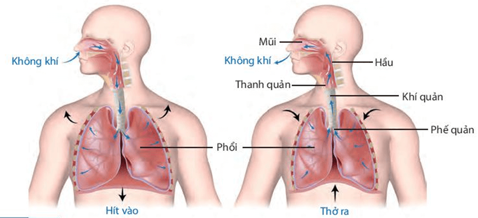 Trao đổi khí ở sinh vật (KHTN 7 Kết nối tri thức Bài 28)