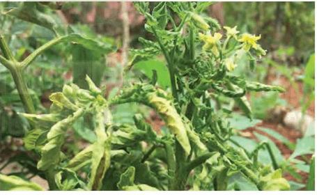 Vai trò của nước và chất dinh dưỡng đối với sinh vật (KHTN 7 Kết nối tri thức Bài 29)
