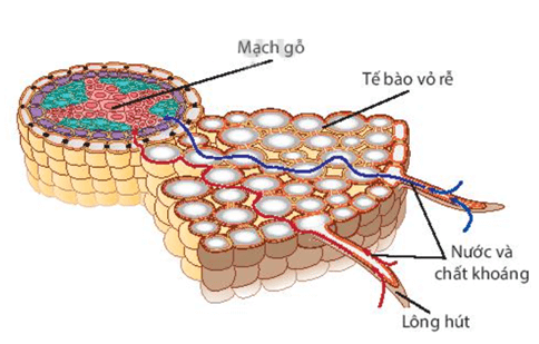 Trao đổi nước và chất dinh dưỡng ở thực vật (KHTN 7 Kết nối tri thức Bài 30)