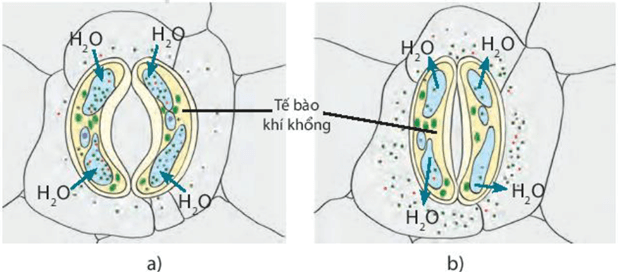Trao đổi nước và chất dinh dưỡng ở thực vật (KHTN 7 Kết nối tri thức Bài 30)
