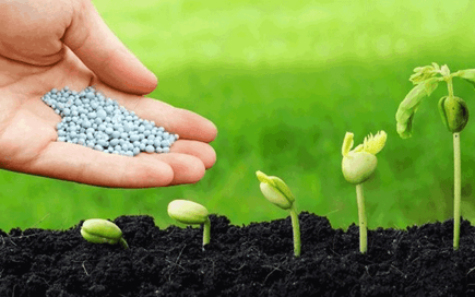 Trao đổi nước và chất dinh dưỡng ở thực vật (KHTN 7 Kết nối tri thức Bài 30)