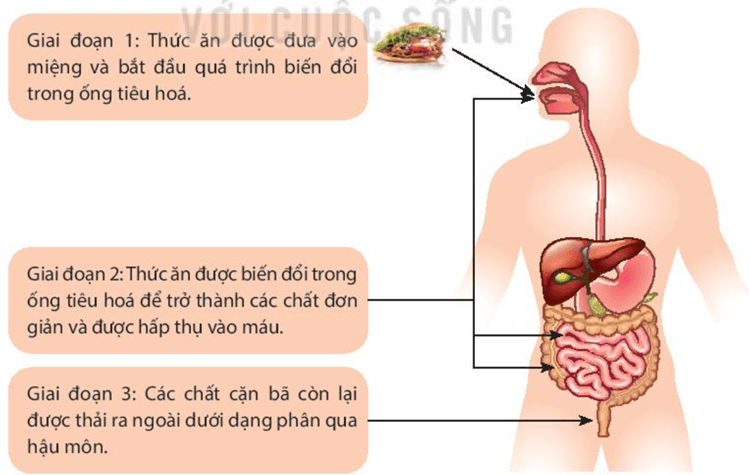 Trao đổi nước và chất dinh dưỡng ở động vật (KHTN 7 Kết nối tri thức Bài 31)