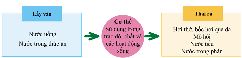 Trao đổi nước và chất dinh dưỡng ở động vật (KHTN 7 Kết nối tri thức Bài 31)