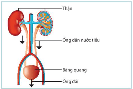 Trao đổi nước và chất dinh dưỡng ở động vật (KHTN 7 Kết nối tri thức Bài 31)