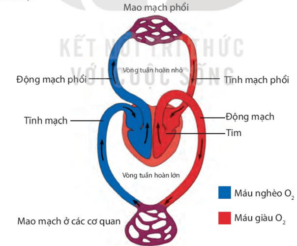 Trao đổi nước và chất dinh dưỡng ở động vật (KHTN 7 Kết nối tri thức Bài 31)