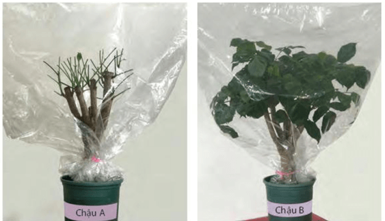 Thực hành: Chứng minh thân vận chuyển nước và lá thoát hơi nước (KHTN 7 Kết nối tri thức Bài 32)