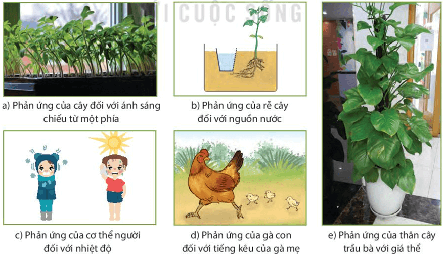 Cảm ứng ở sinh vật và tập tính ở động vật (KHTN 7 Kết nối tri thức Bài 33)