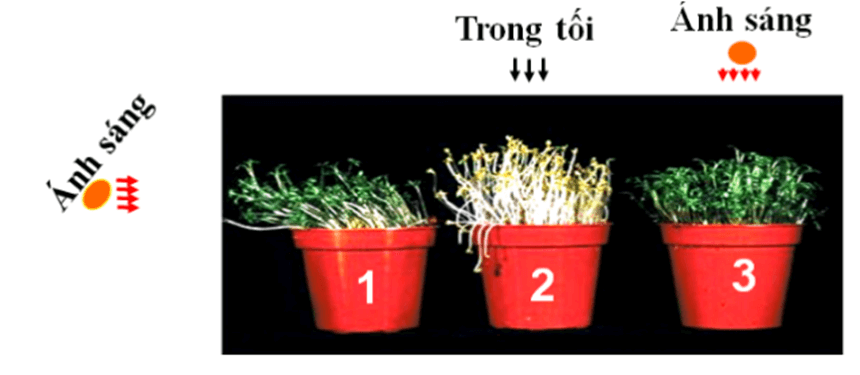 Cảm ứng ở sinh vật và tập tính ở động vật (KHTN 7 Kết nối tri thức Bài 33)